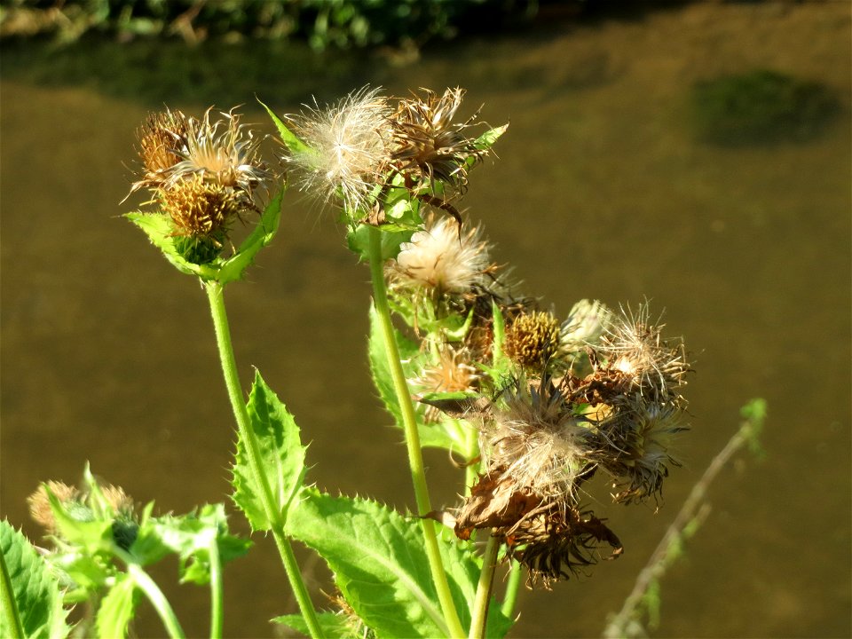 Kohldistel (Cirsium oleraceum) am Hardtgraben im Schwetzinger Hardt