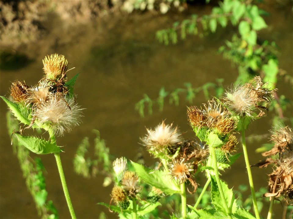 Kohldistel (Cirsium oleraceum) am Hardtgraben im Schwetzinger Hardt