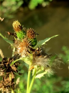 Kohldistel (Cirsium oleraceum) am Hardtgraben im Schwetzinger Hardt