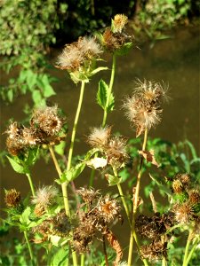 Kohldistel (Cirsium oleraceum) am Hardtgraben im Schwetzinger Hardt