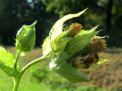 Kohldistel (Cirsium oleraceum) am Hardtgraben im Schwetzinger Hardt