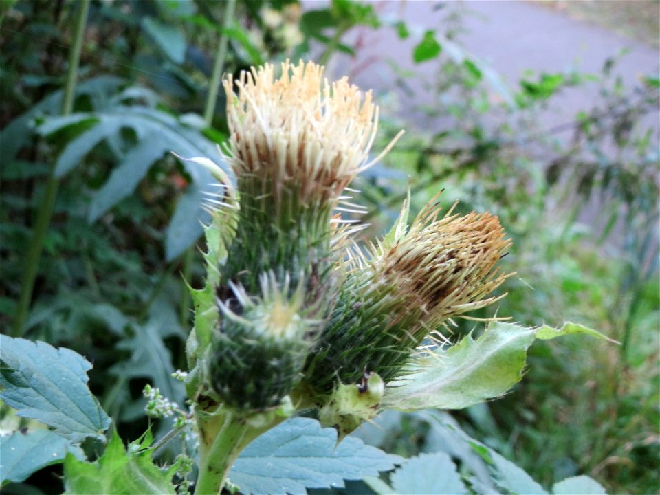 Kohldistel (Cirsium oleraceum) bei Klingenmünster