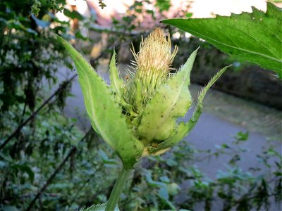 Kohldistel (Cirsium oleraceum) bei Klingenmünster photo