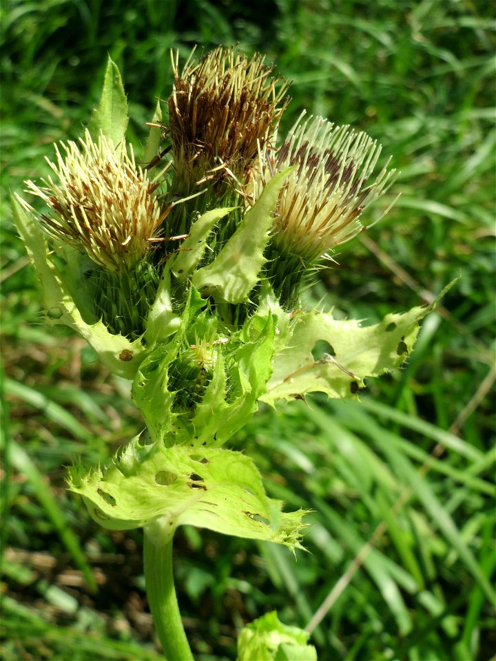 Kohldistel (Cirsium oleraceum) auf einer Saaraue bei Grosbliederstroff Français :  Cirse maraîcher