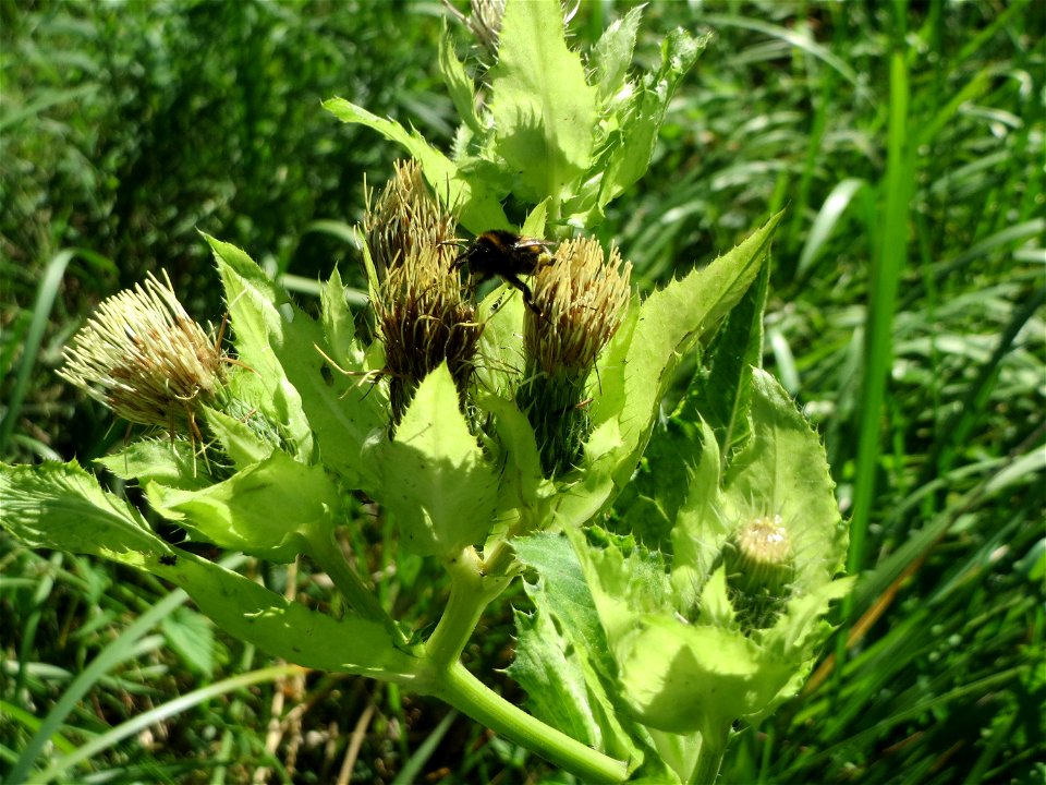 Kohldistel (Cirsium oleraceum) auf einer Saaraue bei Grosbliederstroff
Français :  Cirse maraîcher