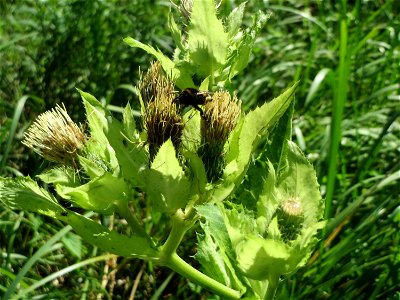 Kohldistel (Cirsium oleraceum) auf einer Saaraue bei Grosbliederstroff
Français :  Cirse maraîcher