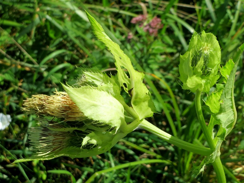 Kohldistel (Cirsium oleraceum) auf einer Saaraue bei Grosbliederstroff
Français :  Cirse maraîcher
