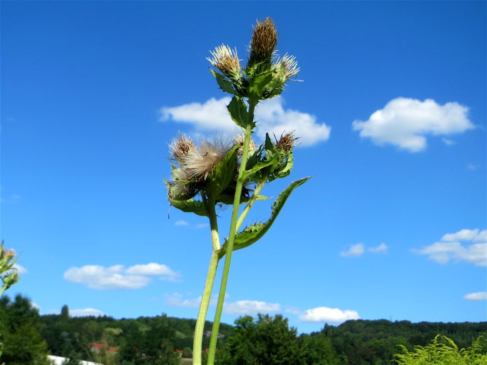 Kohldistel (Cirsium oleraceum) auf einer Saaraue bei Grosbliederstroff
Français :  Cirse maraîcher
