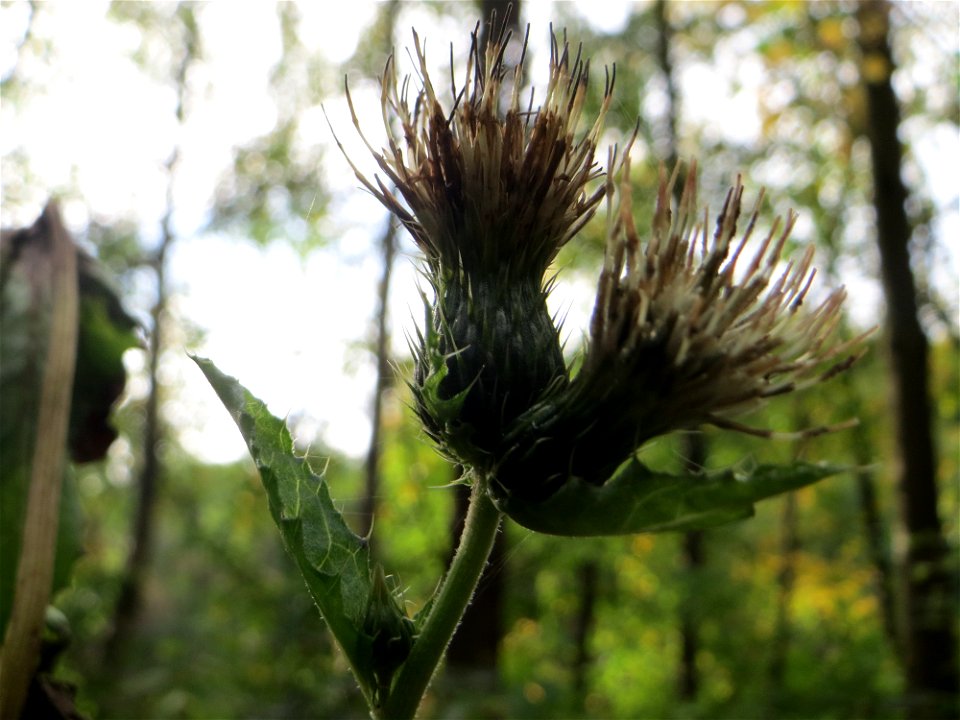 Kohldistel (Cirsium oleraceum) im Deutschmühlental in Alt-Saarbrücken