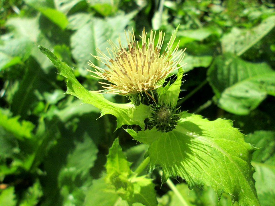 Kohldistel (Cirsium oleraceum) am Rohrbach in der Gustav-Clauss-Anlage (vormals Schwimmbad) in St. Ingbert