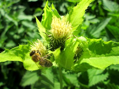 Kohldistel (Cirsium oleraceum) am Rohrbach in der Gustav-Clauss-Anlage (vormals Schwimmbad) in St. Ingbert