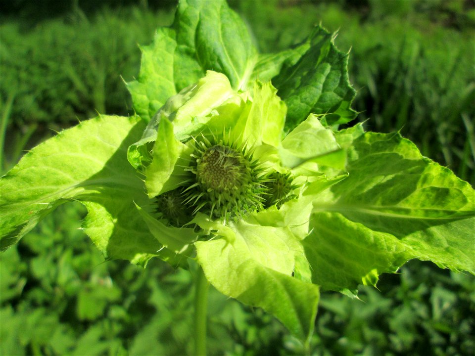 Kohldistel (Cirsium oleraceum) am Rohrbach in der Gustav-Clauss-Anlage (vormals Schwimmbad) in St. Ingbert