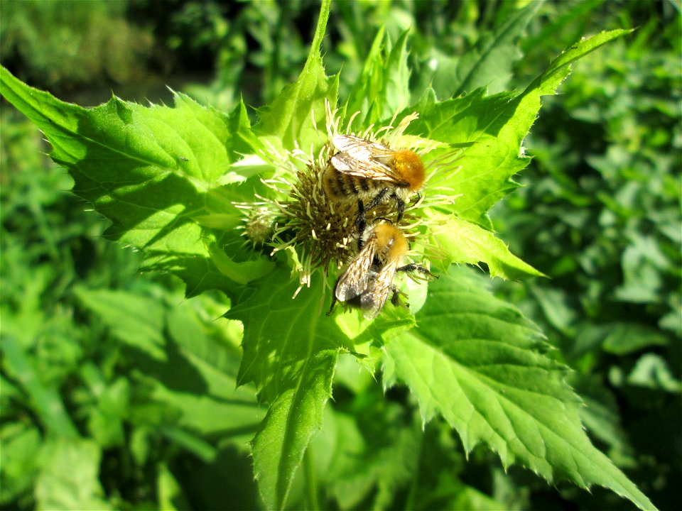 Kohldistel (Cirsium oleraceum) am Rohrbach in der Gustav-Clauss-Anlage (vormals Schwimmbad) in St. Ingbert
