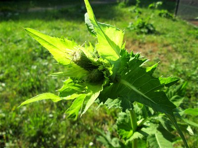 Kohldistel (Cirsium oleraceum) nahe am Saarbach in Brebach