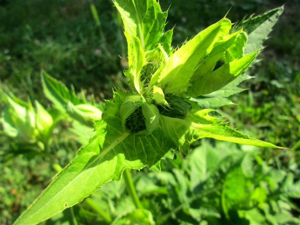 Kohldistel (Cirsium oleraceum) nahe am Saarbach in Brebach