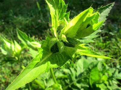 Kohldistel (Cirsium oleraceum) nahe am Saarbach in Brebach