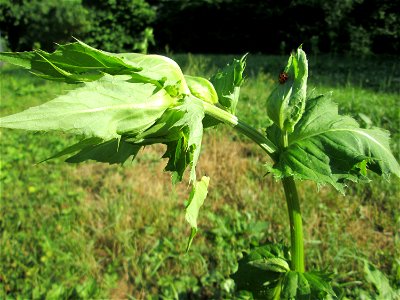 Kohldistel (Cirsium oleraceum) nahe am Saarbach in Brebach