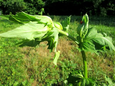 Kohldistel (Cirsium oleraceum) nahe am Saarbach in Brebach photo