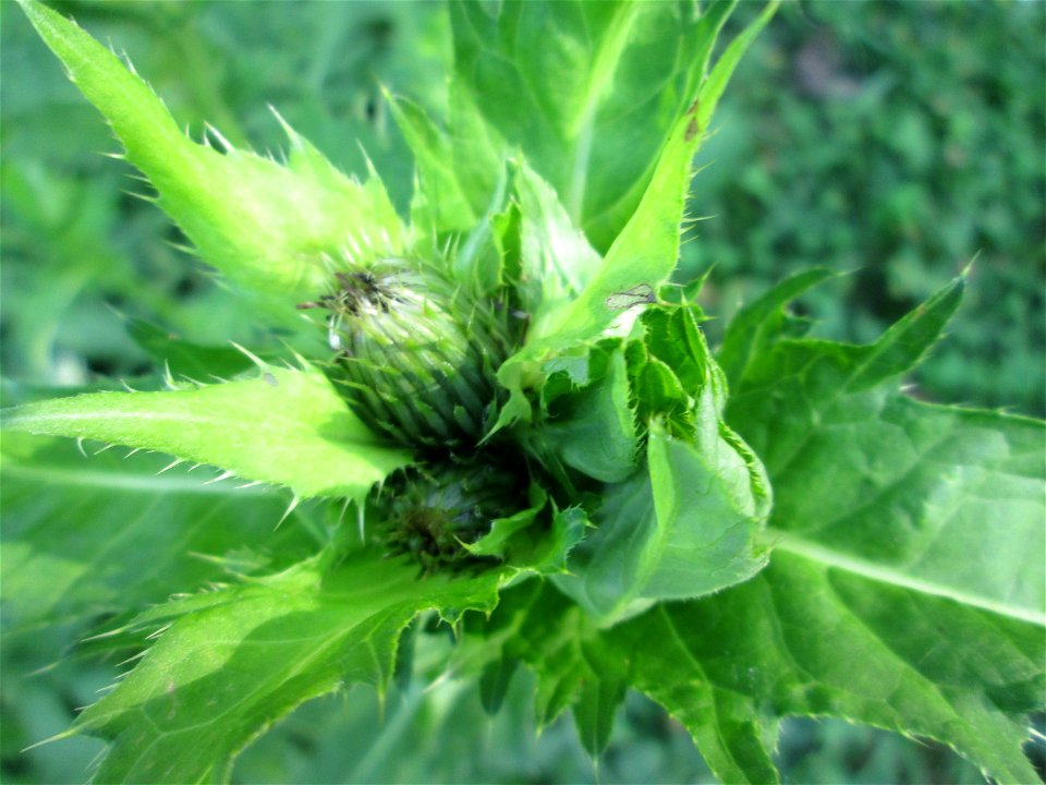 Kohldistel (Cirsium oleraceum) nahe am Saarbach in Brebach