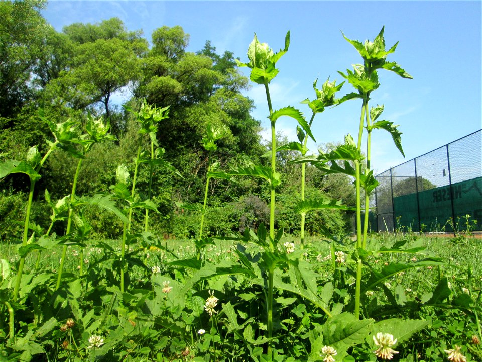 Kohldistel (Cirsium oleraceum) nahe am Saarbach in Brebach