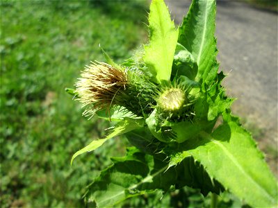Kohldistel (Cirsium oleraceum) nahe am Saarbach in Brebach
