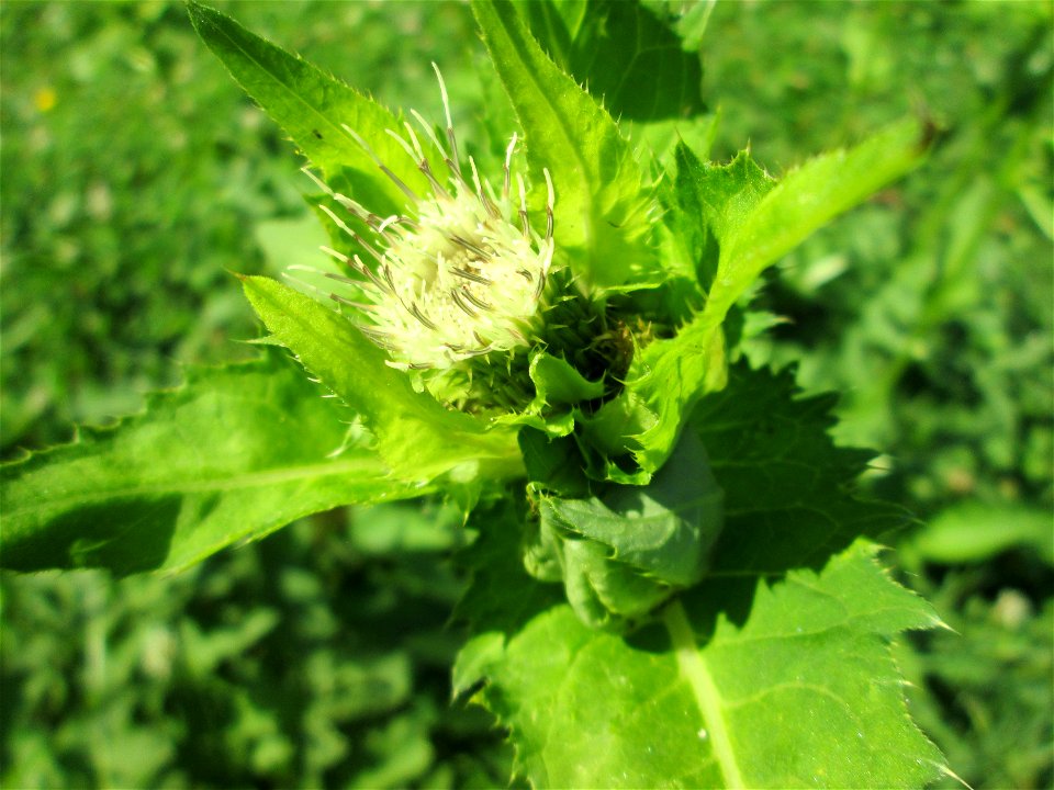 Kohldistel (Cirsium oleraceum) nahe am Saarbach in Brebach
