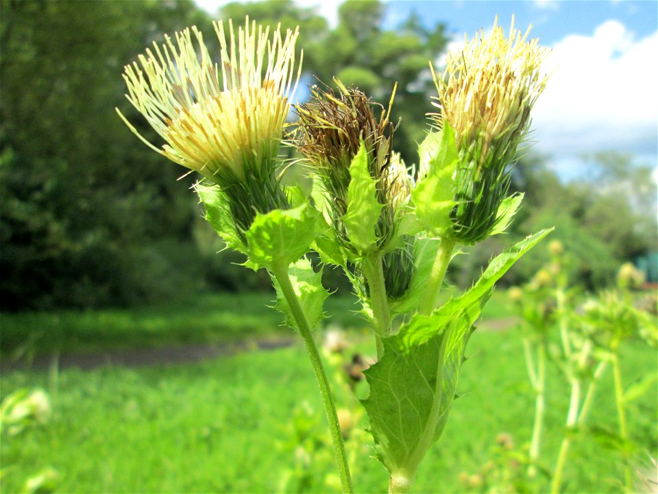 Kohldistel (Cirsium oleraceum) nahe am Saarbach in Brebach