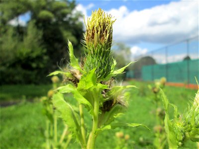 Kohldistel (Cirsium oleraceum) nahe am Saarbach in Brebach