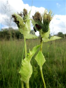 Kohldistel (Cirsium oleraceum) im Naturschutzgebiet Wusterhang und Beierwies bei Fechingen - an diesem sonst trockenen Standort befindet sich eine Stelle mit Staunässe