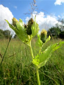 Kohldistel (Cirsium oleraceum) im Naturschutzgebiet Wusterhang und Beierwies bei Fechingen - an diesem sonst trockenen Standort befindet sich eine Stelle mit Staunässe photo