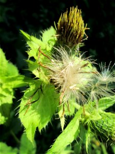 Kohldistel (Cirsium oleraceum) am Ensheimer Brunnenweg
