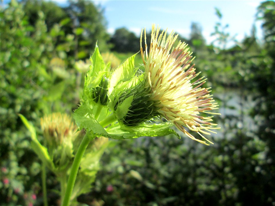 Kohldistel (Cirsium oleraceum) an der Saar in Saarbrücken