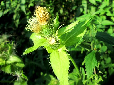 Kohldistel (Cirsium oleraceum) am Ensheimer Brunnenweg