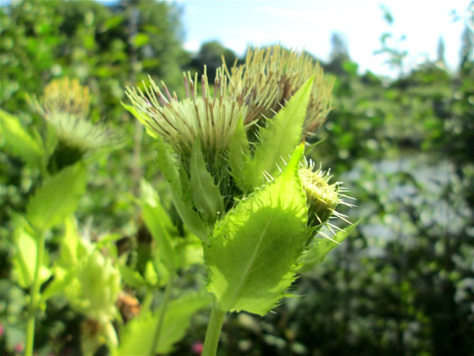 Kohldistel (Cirsium oleraceum) an der Saar in Saarbrücken