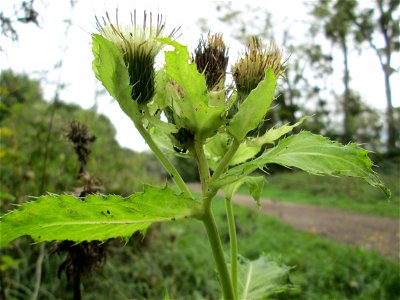 Kohldistel (Cirsium oleraceum) nahe der Saar bei Grosbliederstroff Français :  Cirse maraîcher