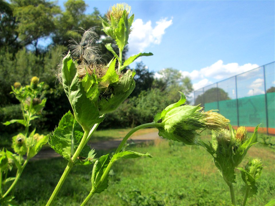 Kohldistel (Cirsium oleraceum) nahe am Saarbach in Brebach