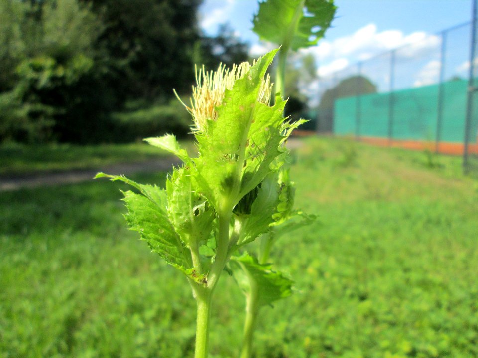 Kohldistel (Cirsium oleraceum) nahe am Saarbach in Brebach