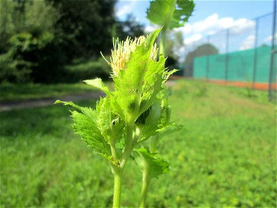 Kohldistel (Cirsium oleraceum) nahe am Saarbach in Brebach
