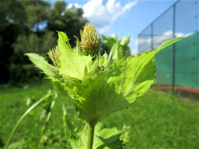 Kohldistel (Cirsium oleraceum) nahe am Saarbach in Brebach