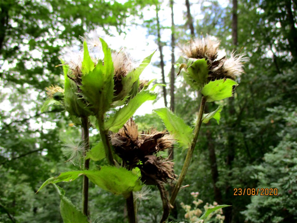 Kohldistel (Cirsium oleraceum) im Stiftswald St. Arnual