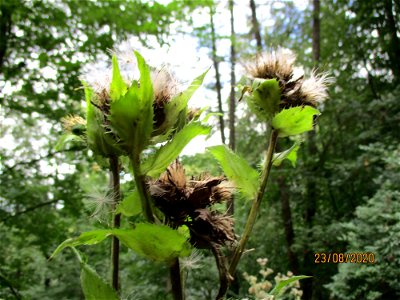 Kohldistel (Cirsium oleraceum) im Stiftswald St. Arnual