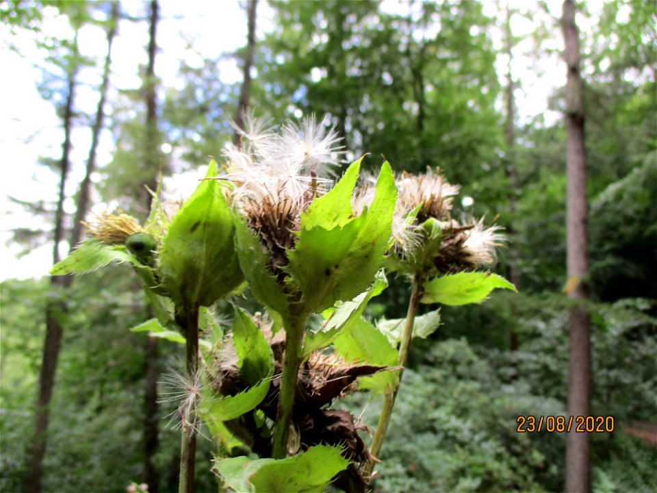 Kohldistel (Cirsium oleraceum) im Stiftswald St. Arnual