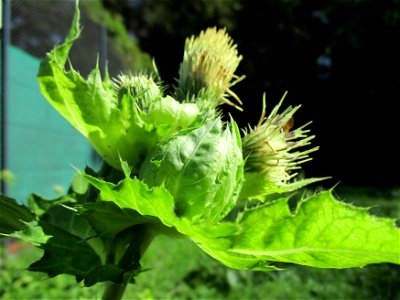 Kohldistel (Cirsium oleraceum) nahe am Saarbach in Brebach