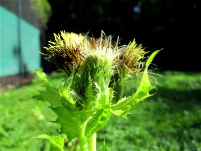 Kohldistel (Cirsium oleraceum) nahe am Saarbach in Brebach