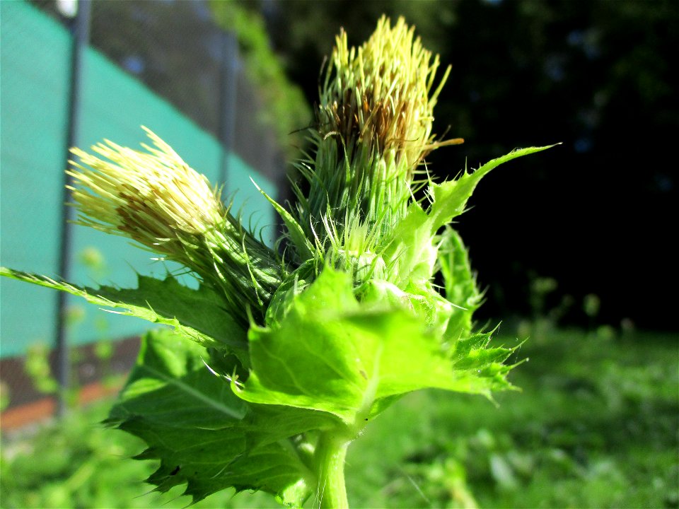 Kohldistel (Cirsium oleraceum) nahe am Saarbach in Brebach