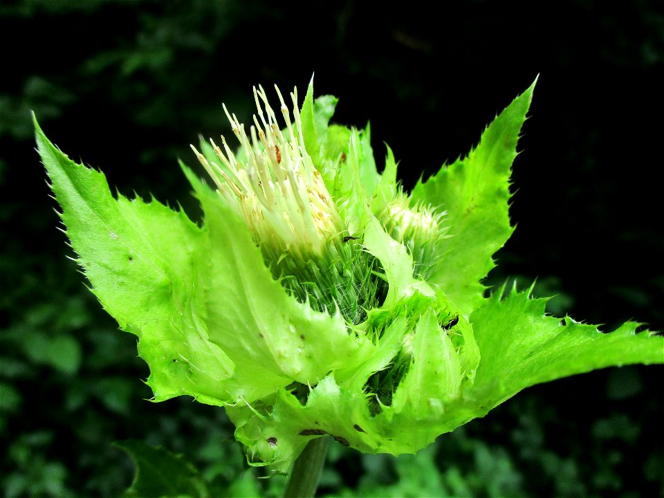 Kohldistel (Cirsium oleraceum) bei Eschringen