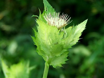 Cirsium oleraceum - Vérteskozma, Hungary
