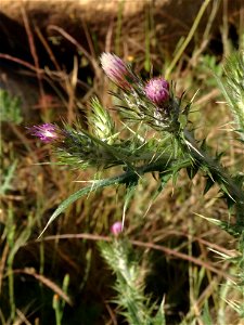 The flowering head of an Italian thistle plant