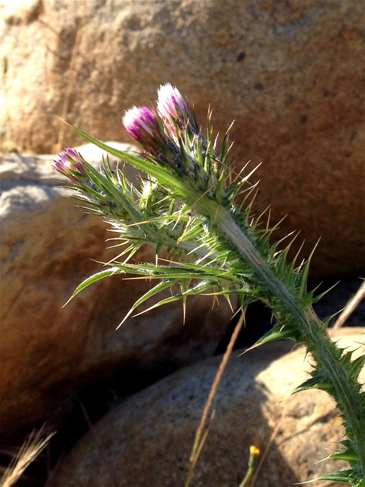 The flowering head of an Italian thistle plant