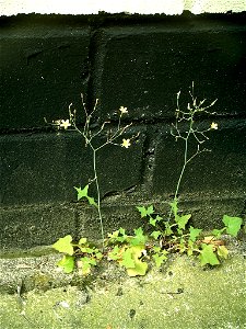 Mycelis muralis, complete plant (taken at home in Germany 27th June 2006)